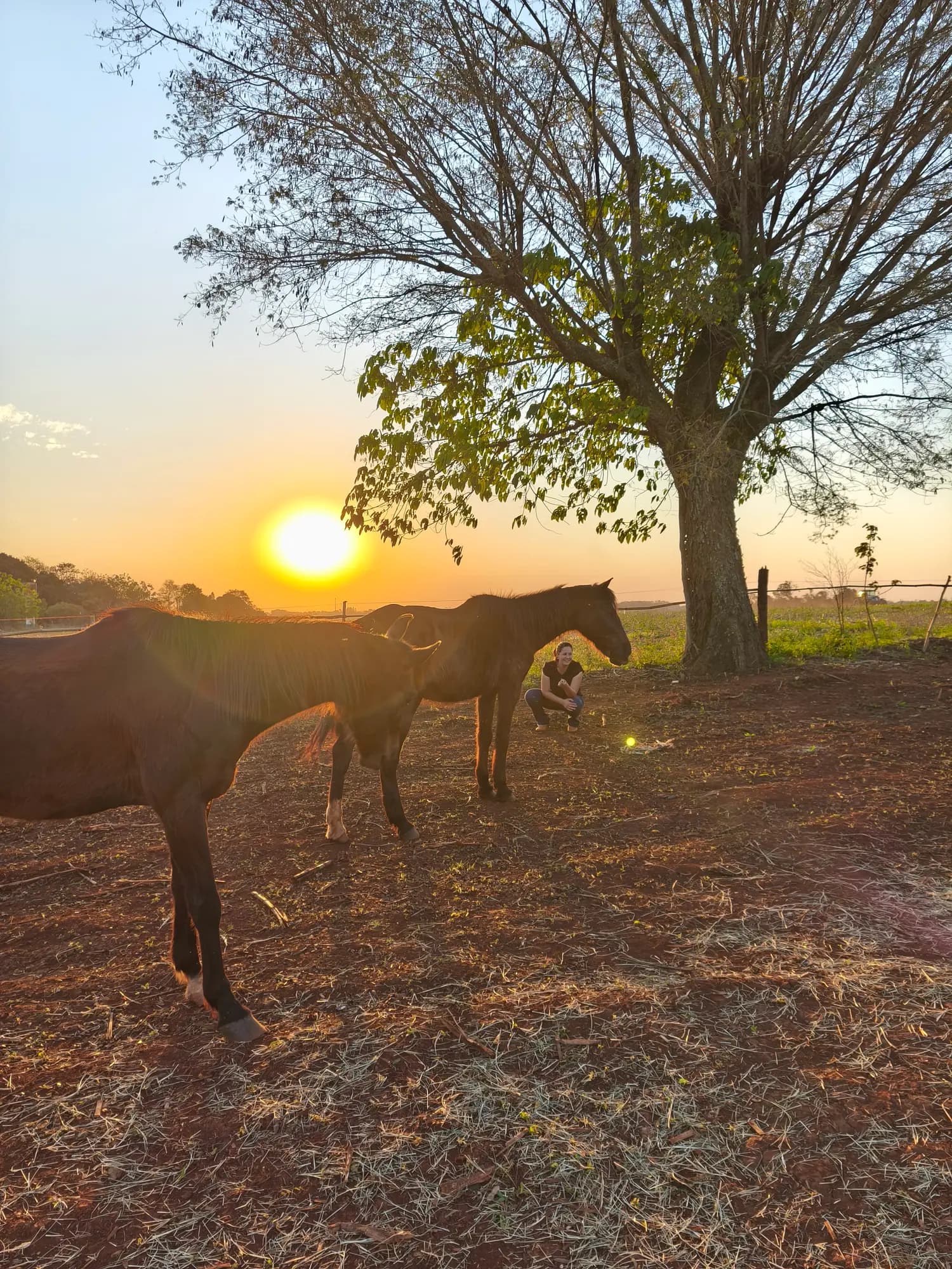 Cavalos ao entardecer