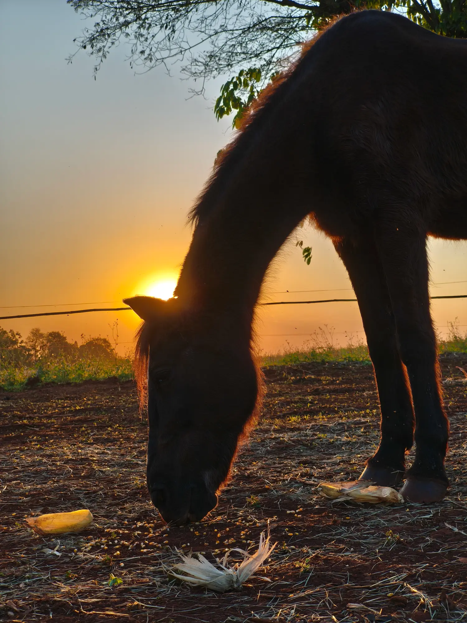 Cavalo ao amanhecer