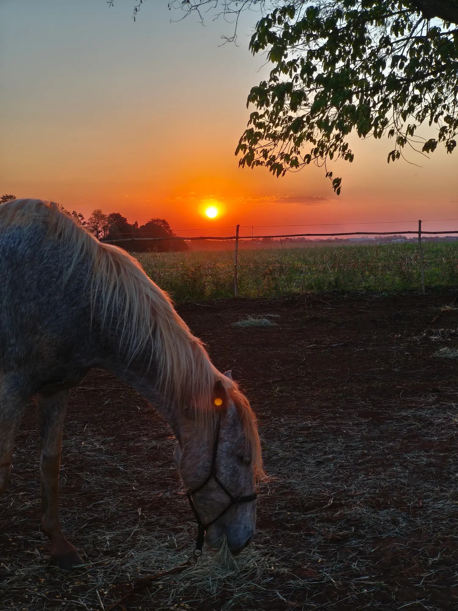 Cavalo ao pôr do sol