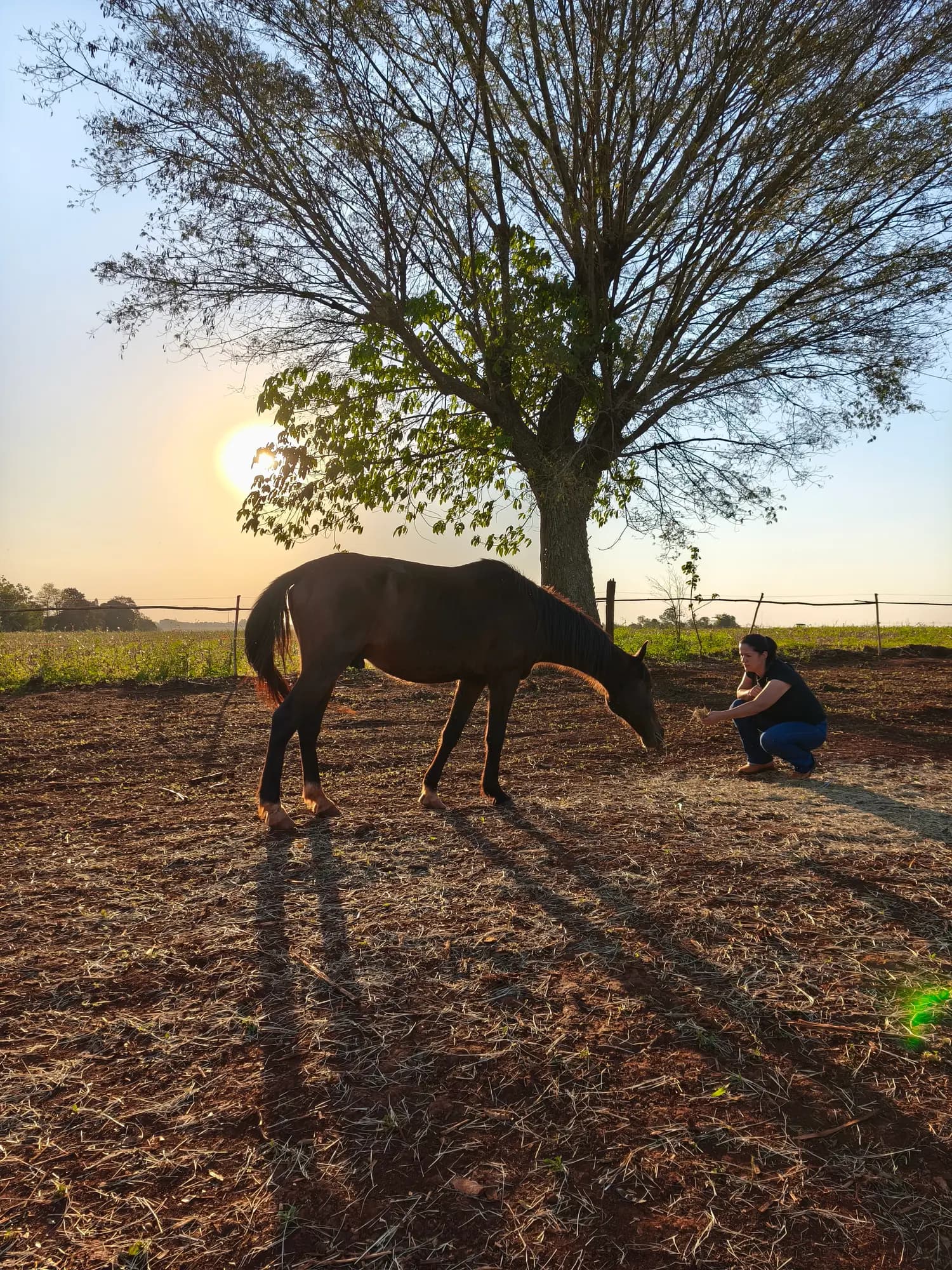Vivência com cavalos ao entardecer